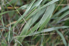 Digitaria bicornis
